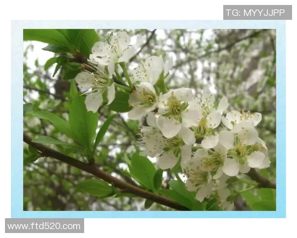 京都与馨田喜悦的对决分析及其背后深意探讨